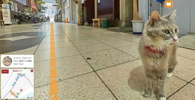 Проект Cat Street View и позволит любому желающему увидеть другую сторону города Хиросима.
