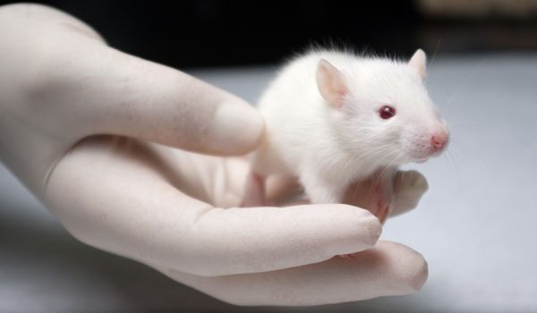 Напеатанная  на 3D-принтере  щитовидка  успешно пересажена мыши